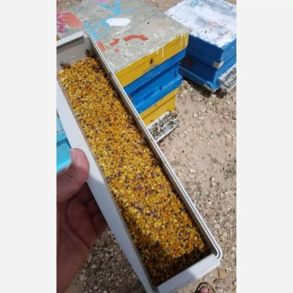 گرده گل کوهستان ایرانی چند رنگ - Image 3